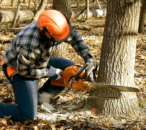 Tree Removal in Newburg, ND